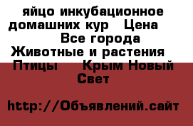 яйцо инкубационное домашних кур › Цена ­ 25 - Все города Животные и растения » Птицы   . Крым,Новый Свет